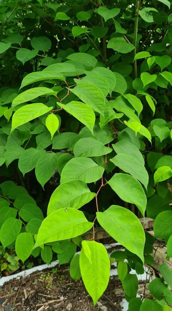 Leaves of the Japanese knotweed plant reach across and shading any other vegetation