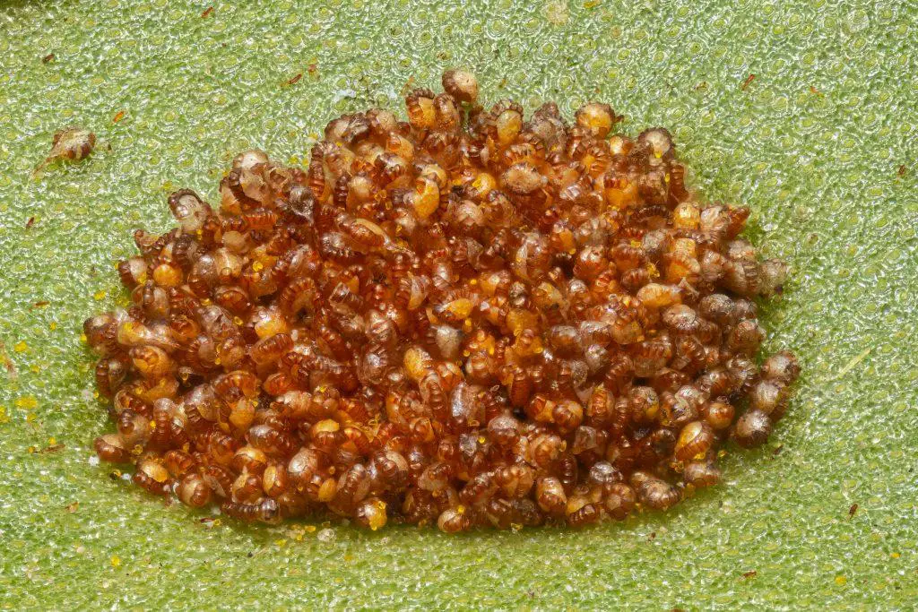 Macro photo of fern spores on leaf