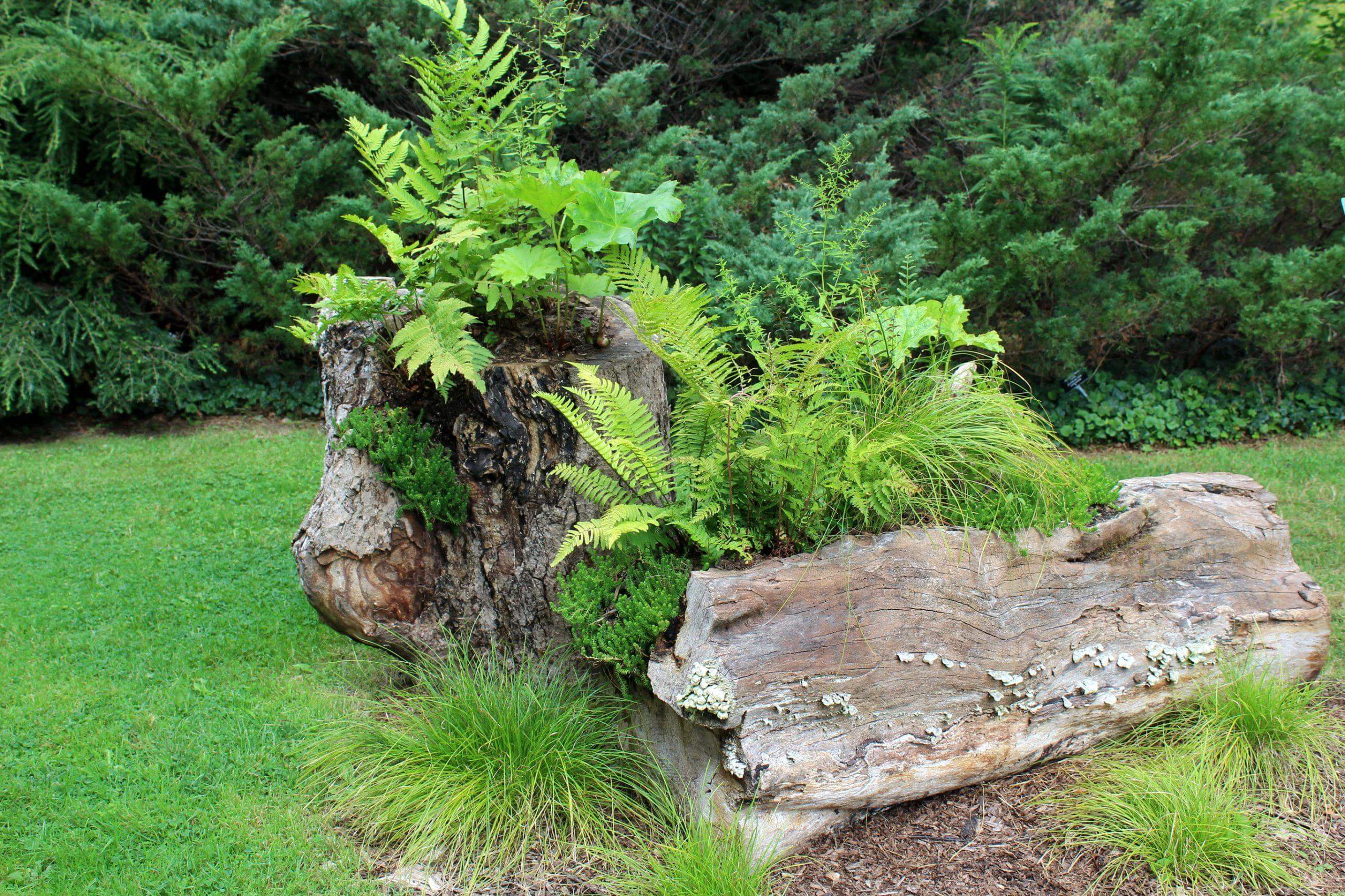 Natural setting of grassy lawn with old tree stumps and ferns growing out from them