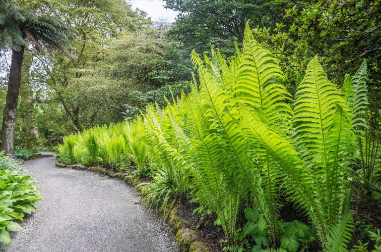 When To Cut Back Your Ferns?