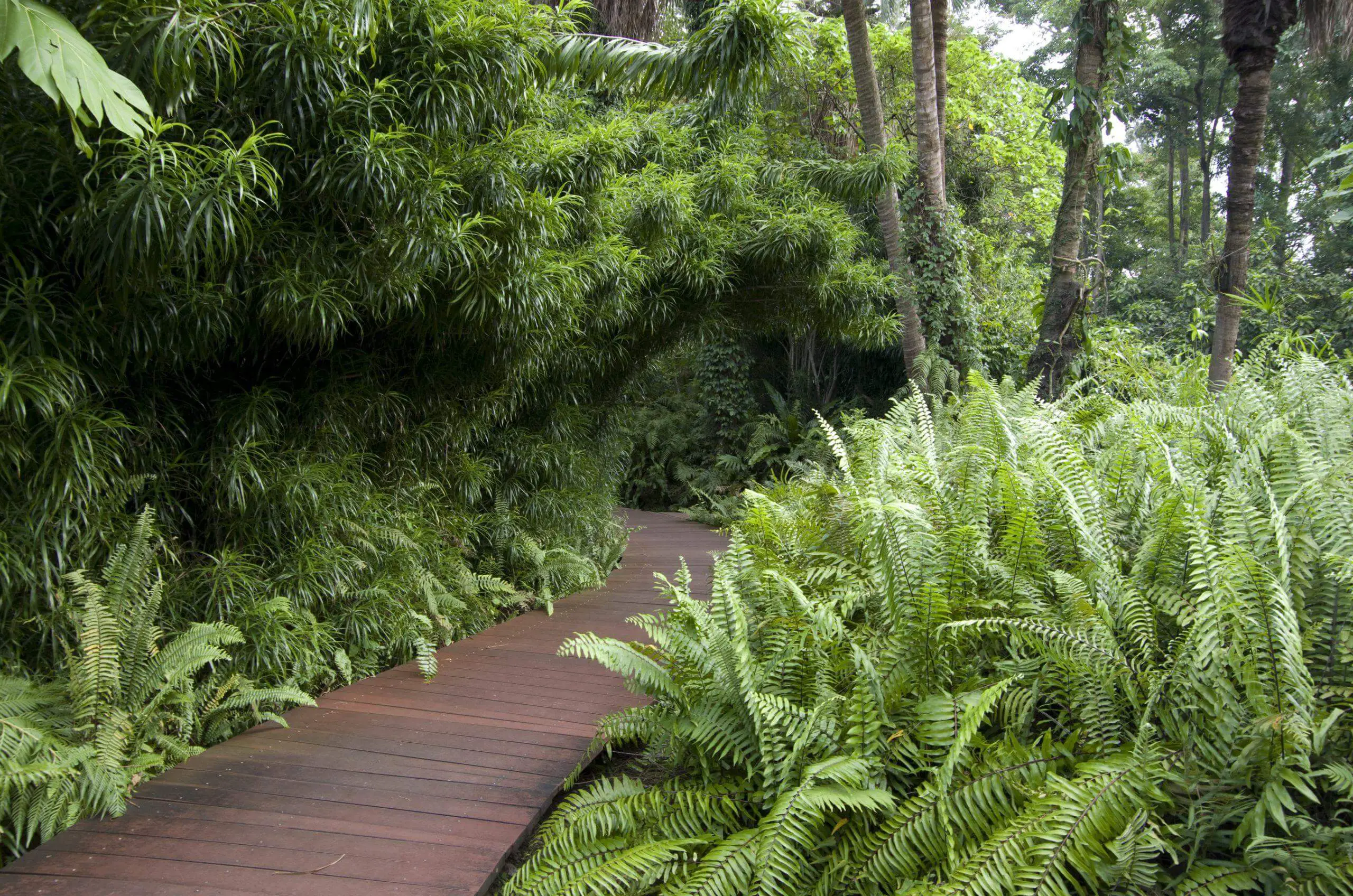 Nicely built garden with beautiful ferns and bamboos in the botanical garden