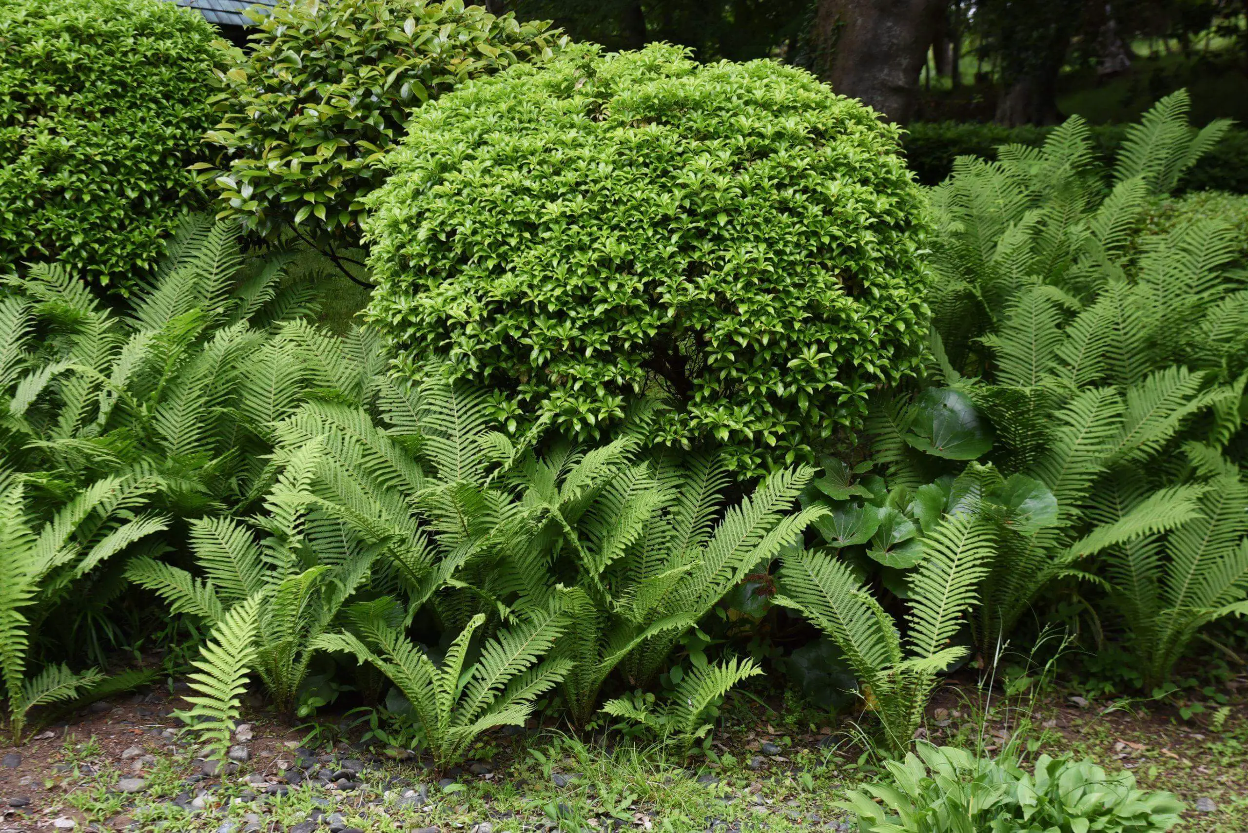 Ostrich ferns growing comfortably within a garden
