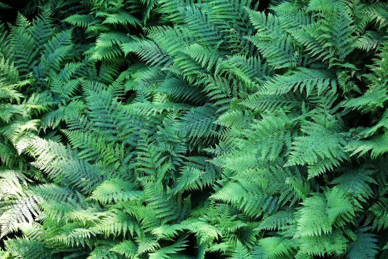 What Happens If You Do Not Cut Back Ferns?