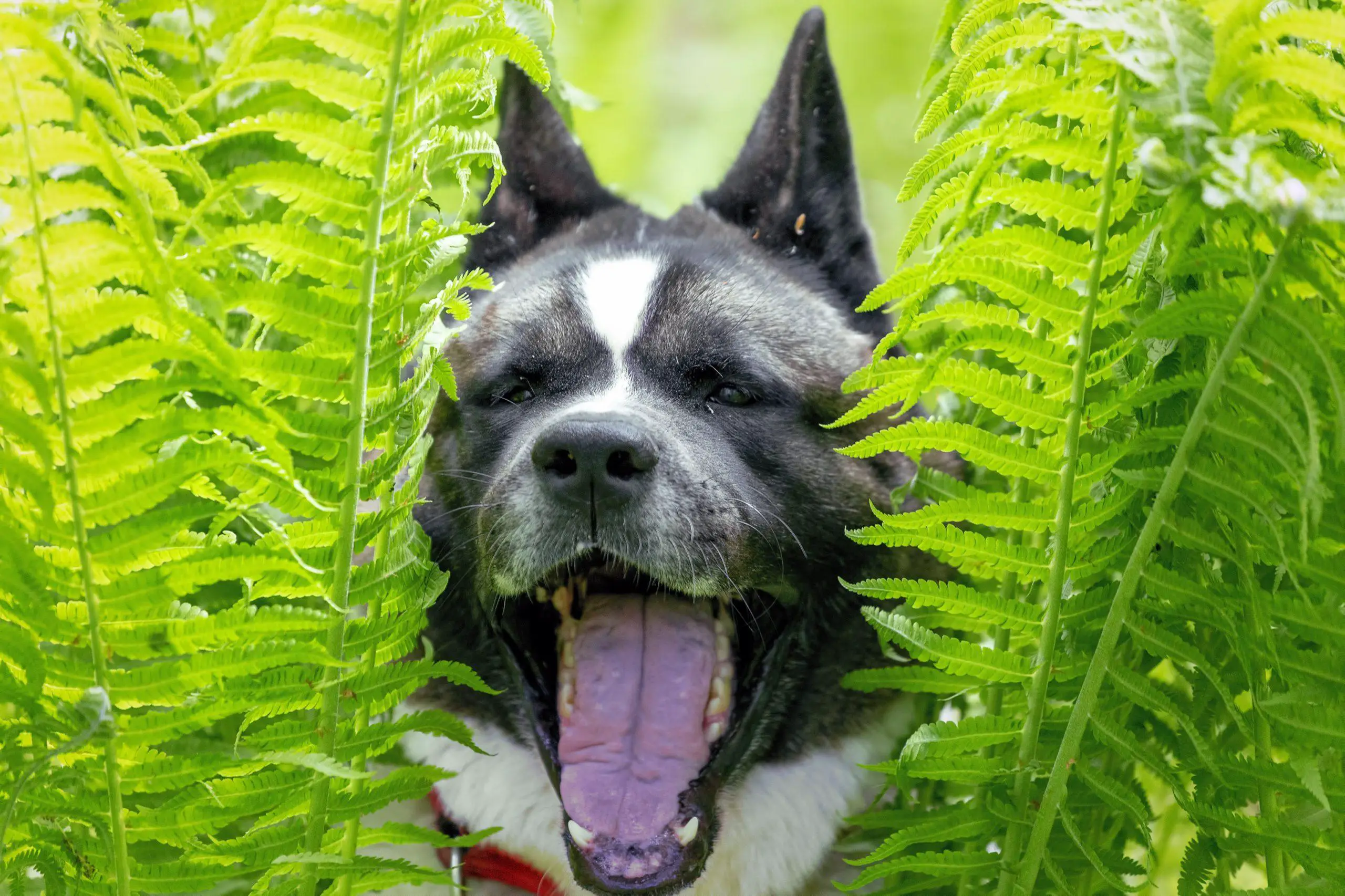 Portrait of a smiling dog surrounded by green fern leaves