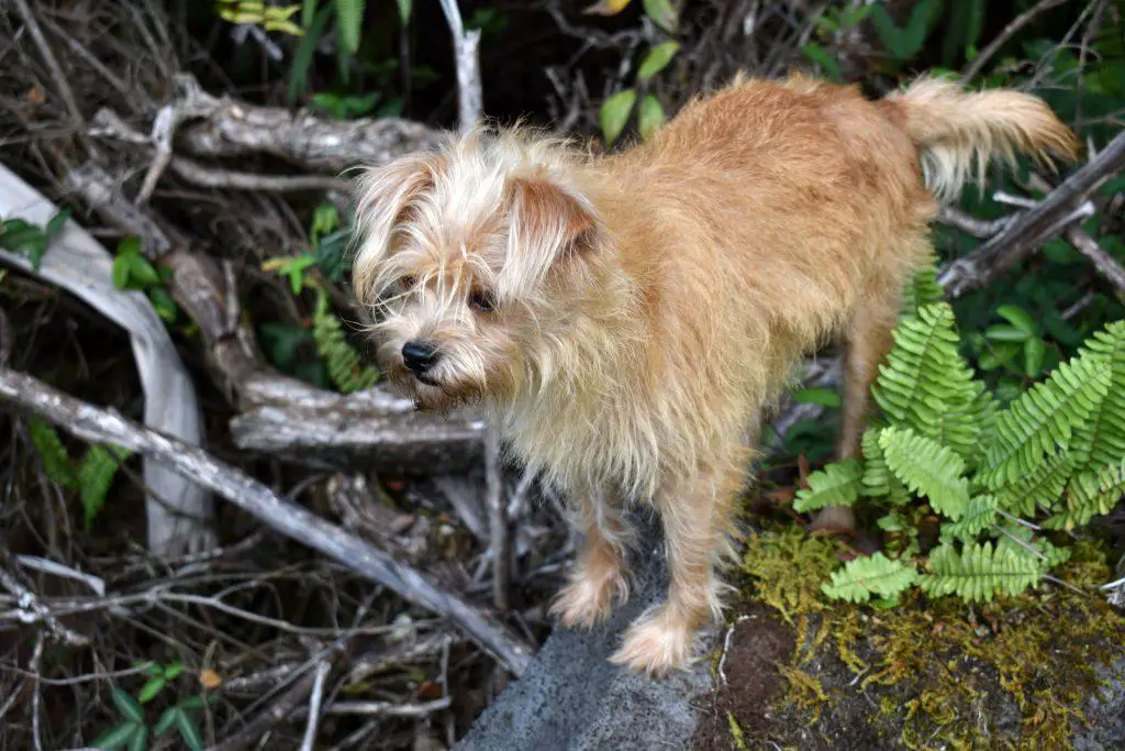 Pretty Golden blonde dog in the forest on a lava rock next to some tiny ferns