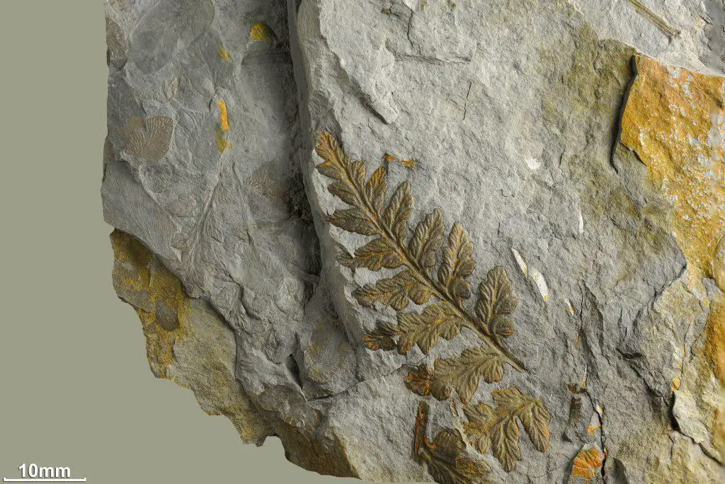 Prints of ancient plants that lived on earth 320 million years ago
