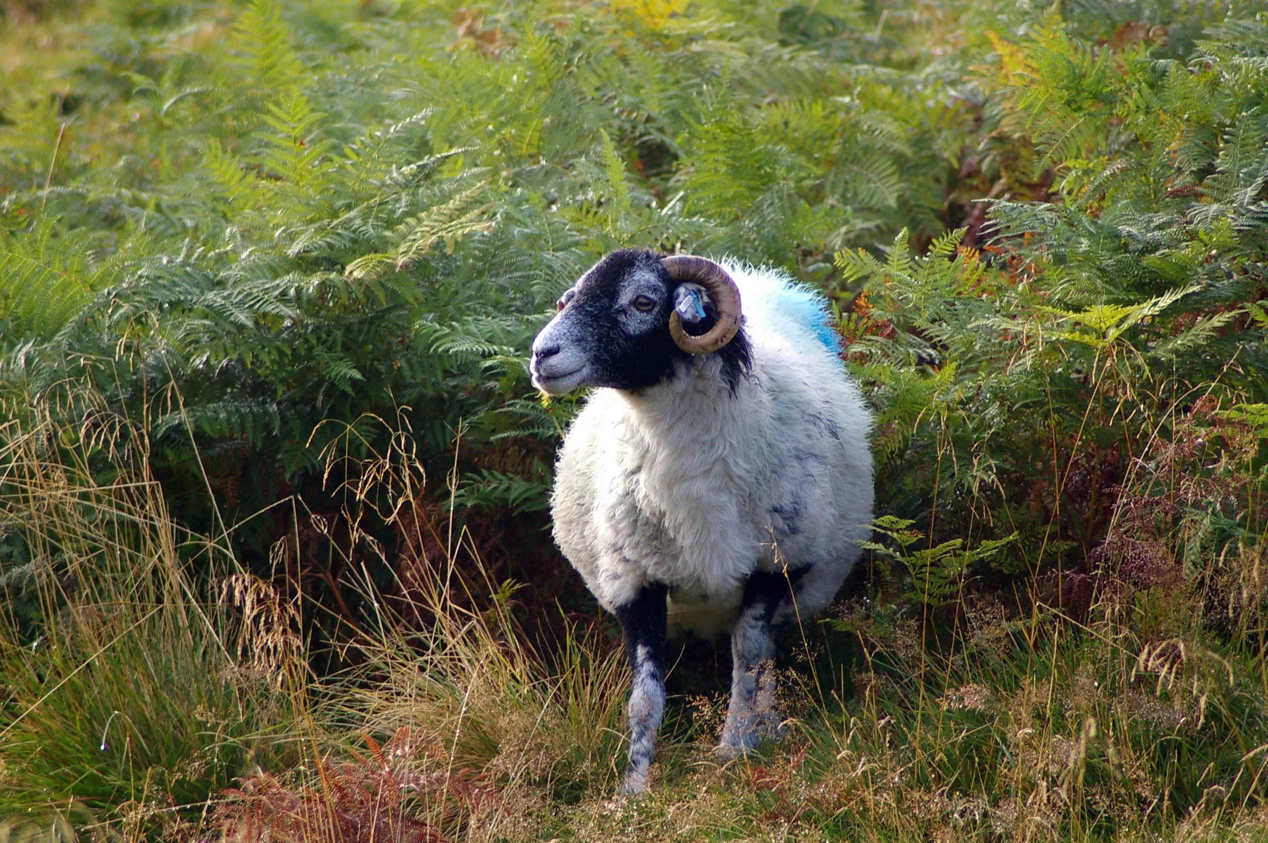 Sheep grazing amongst ferns on the moor