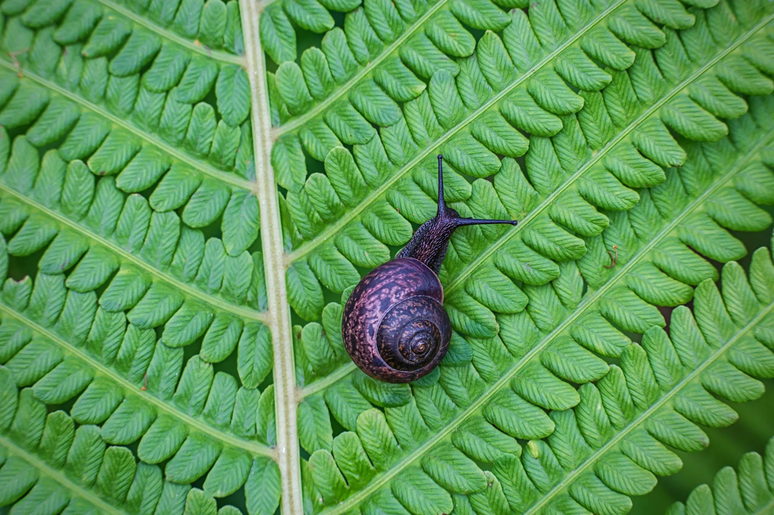 Snail crawling on a leaf of fern