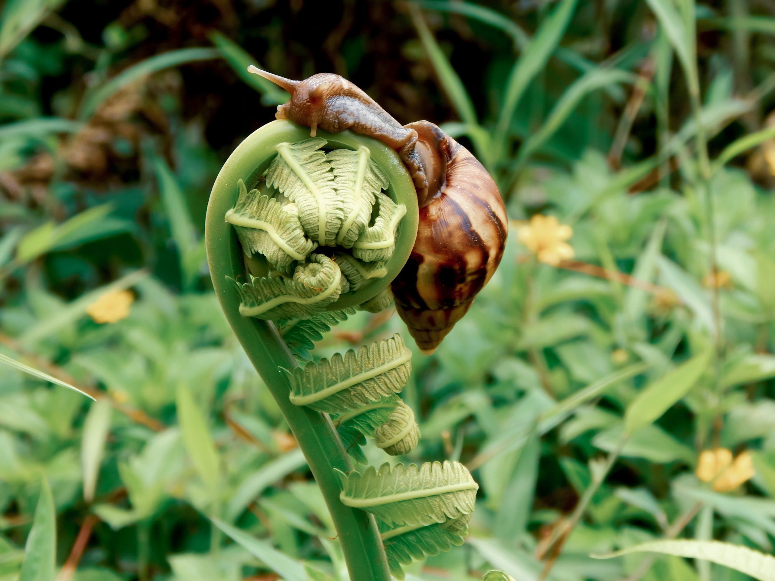 Snail on fiddleheads fern