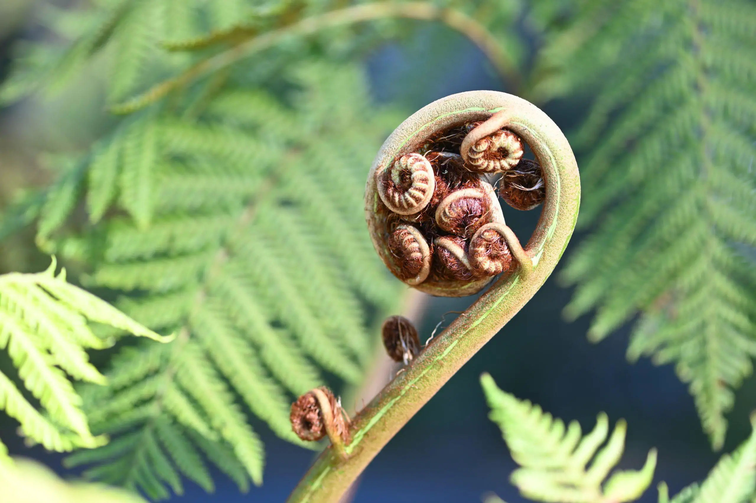 Some types of ferns have been shown promising at removing toxins from the air or water