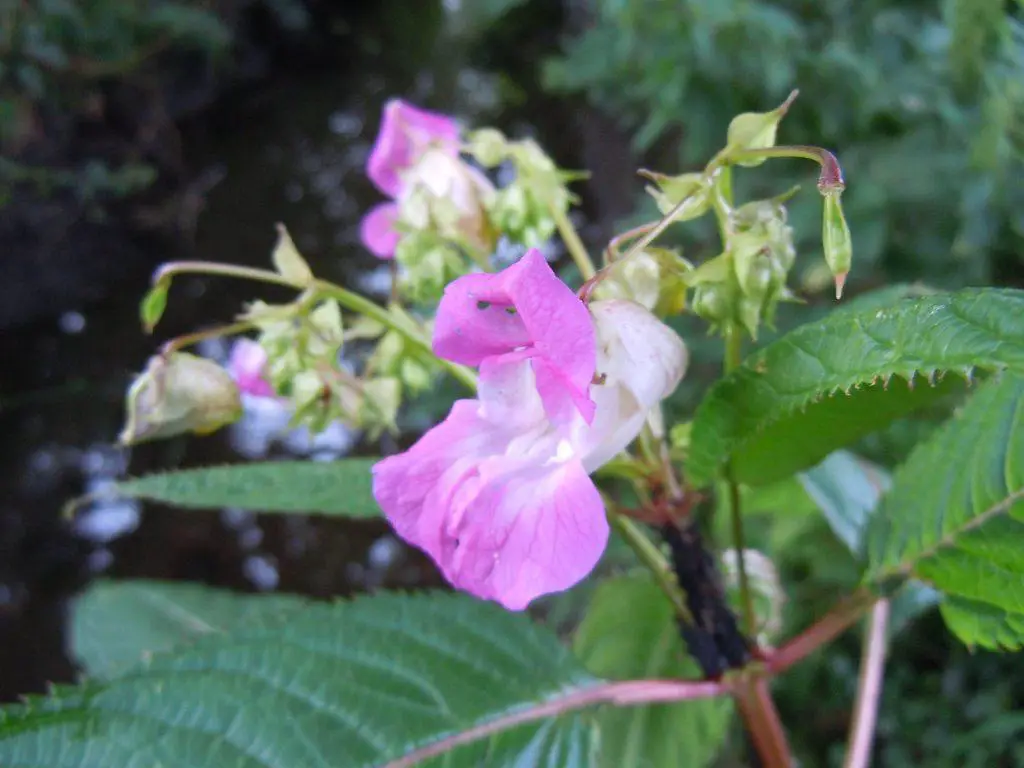 The Himalayan Balsam weed flowering and invading more properties which is why it is classed as an invasive weed