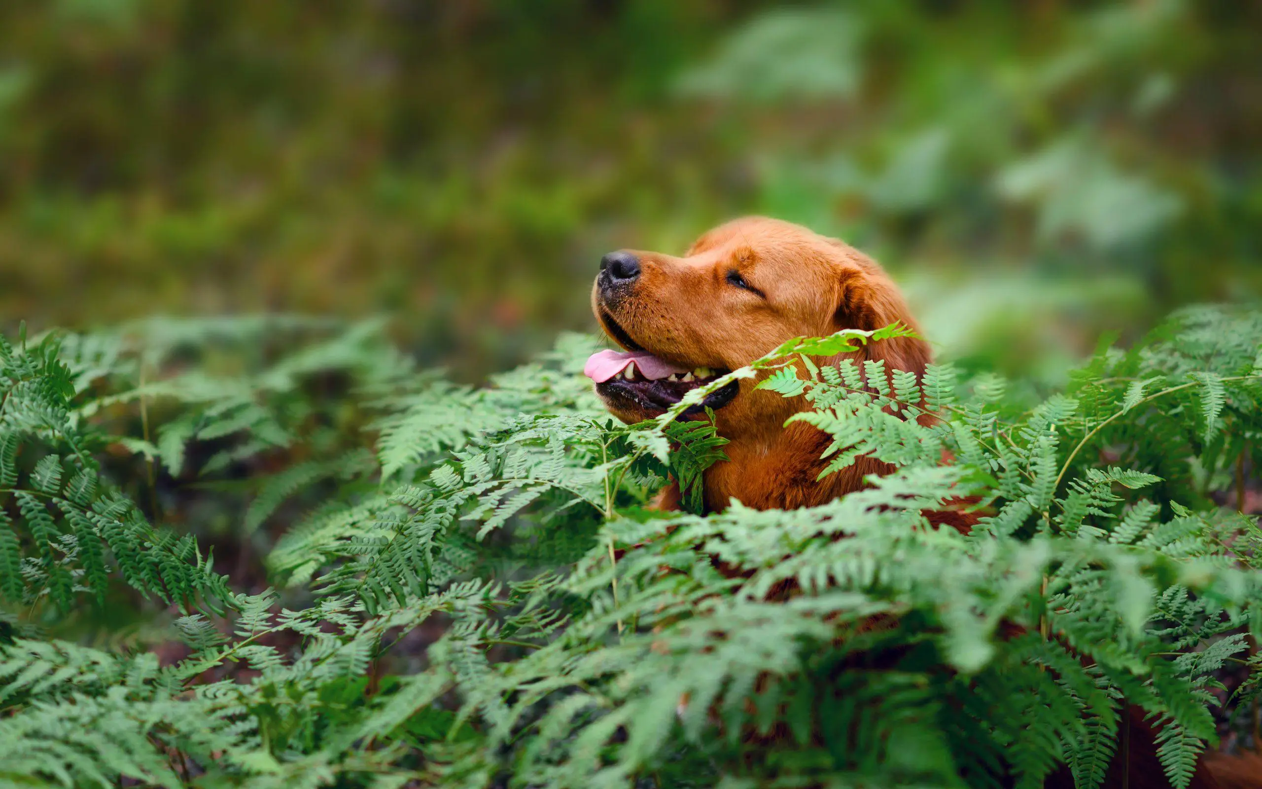 The dog sits among the ferns in the forest and enjoys the fresh air