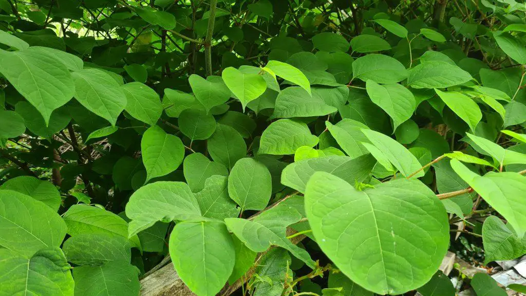 The heart shaped leaves of the Japanese form form a dense blanket across any terrain