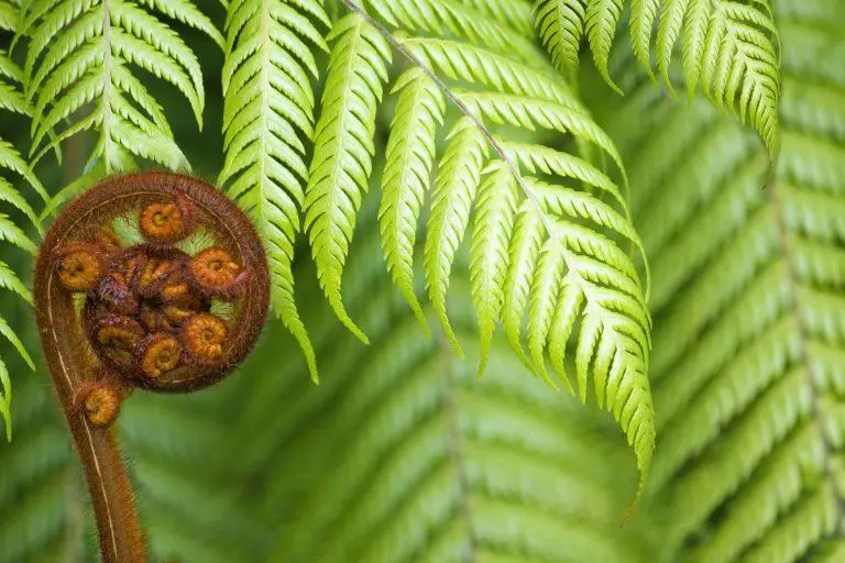 What Is The Life Cycle Of a Fern?