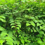 The spread and growth of Japanese knotweed is why it is classed as an invasive weed