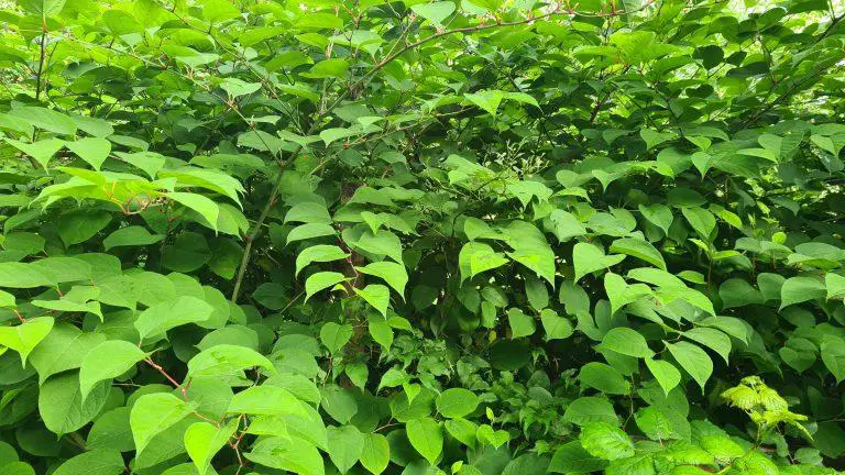 The History And Origins Of Japanese Knotweed