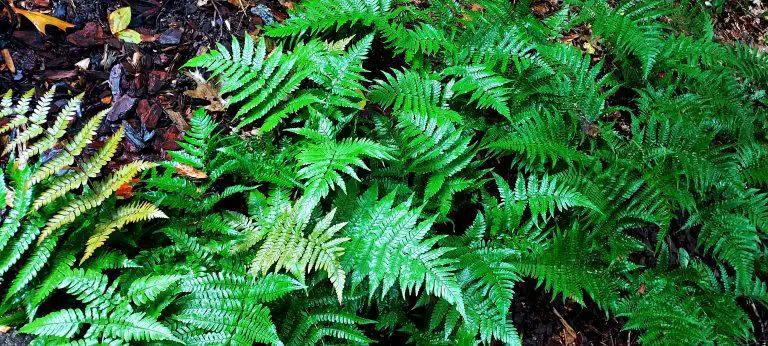 The Top 5 Hardy Ferns For Your Garden