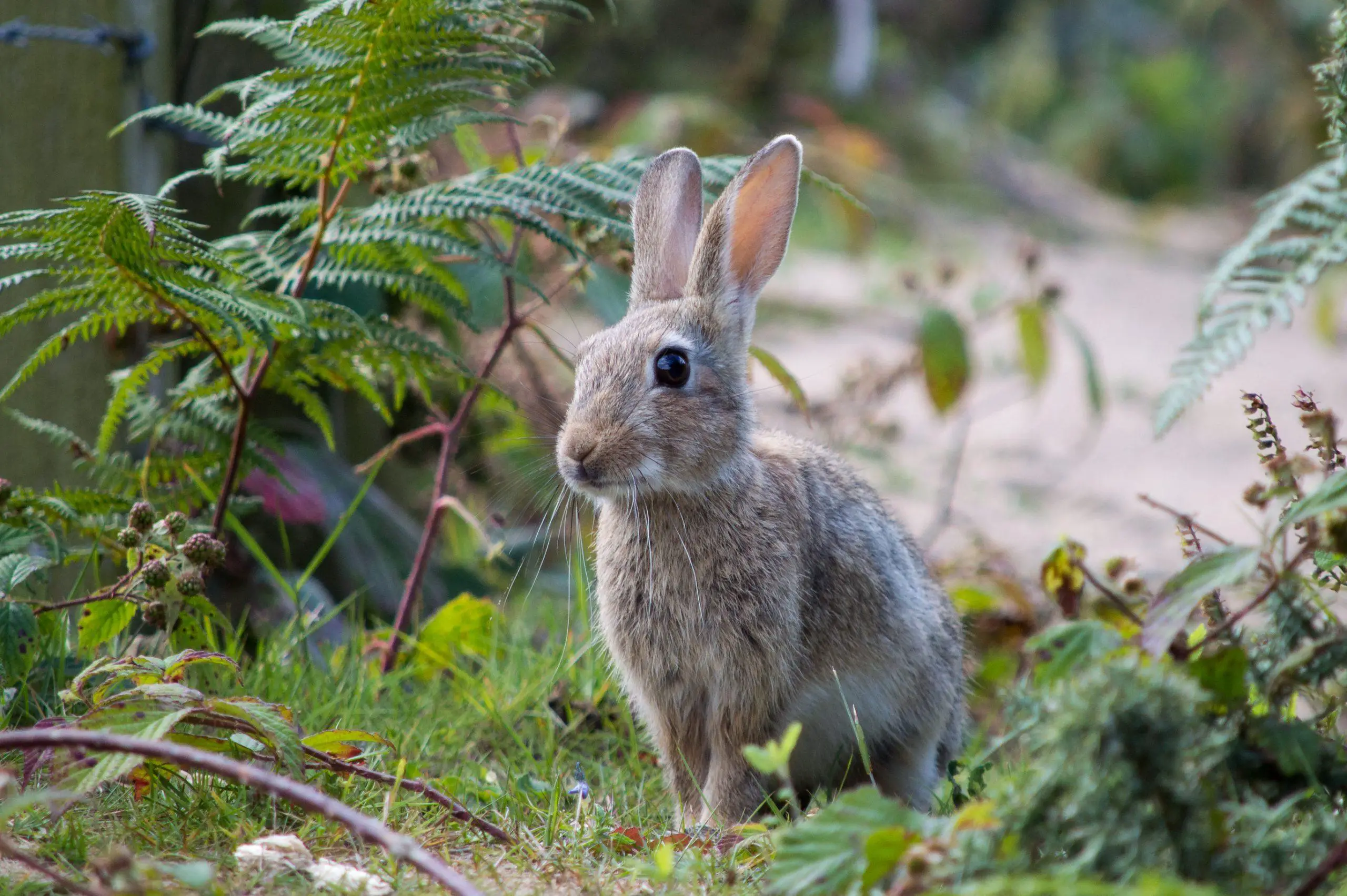 The young rabbit sitting comfortably among some ferns and other vegetation