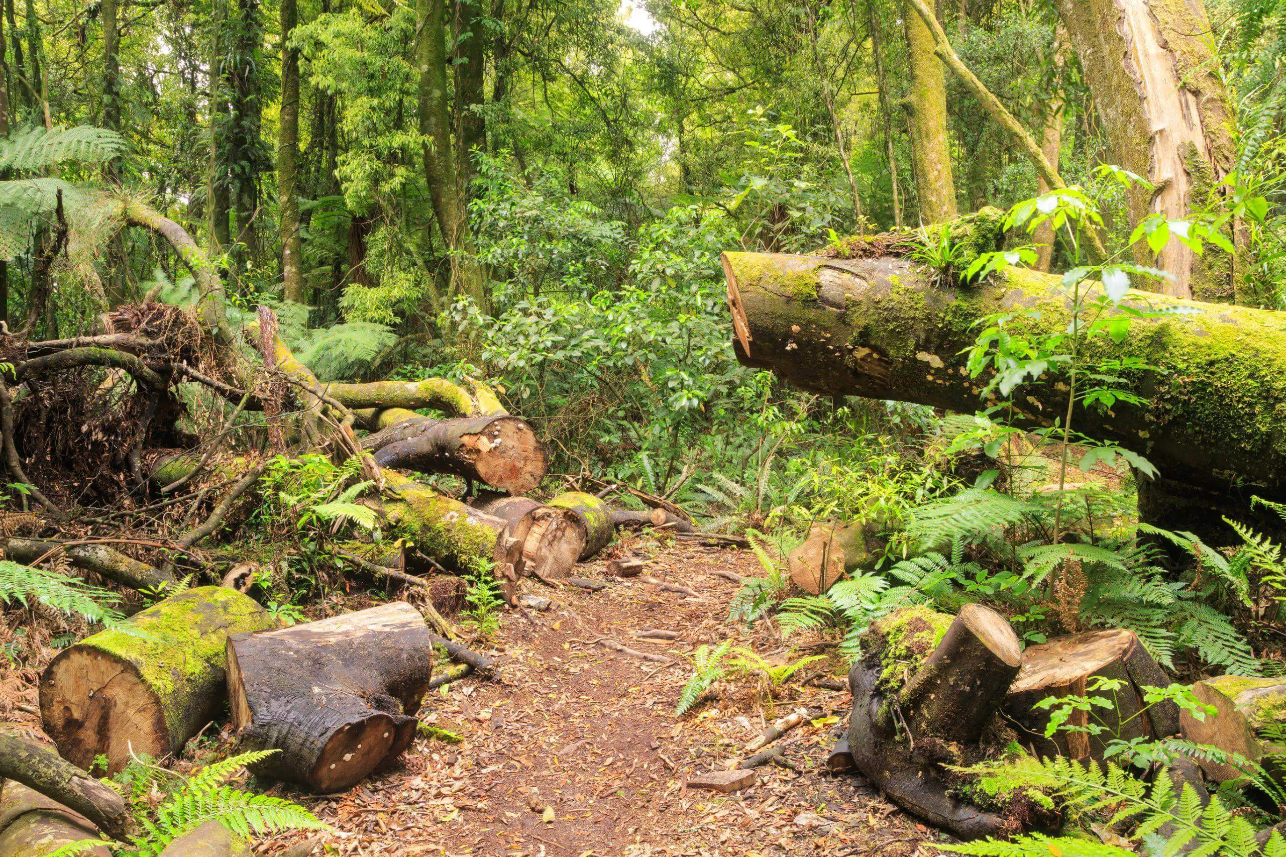 This fallen tree has been cut through by maintenance workers to keep the trail clear