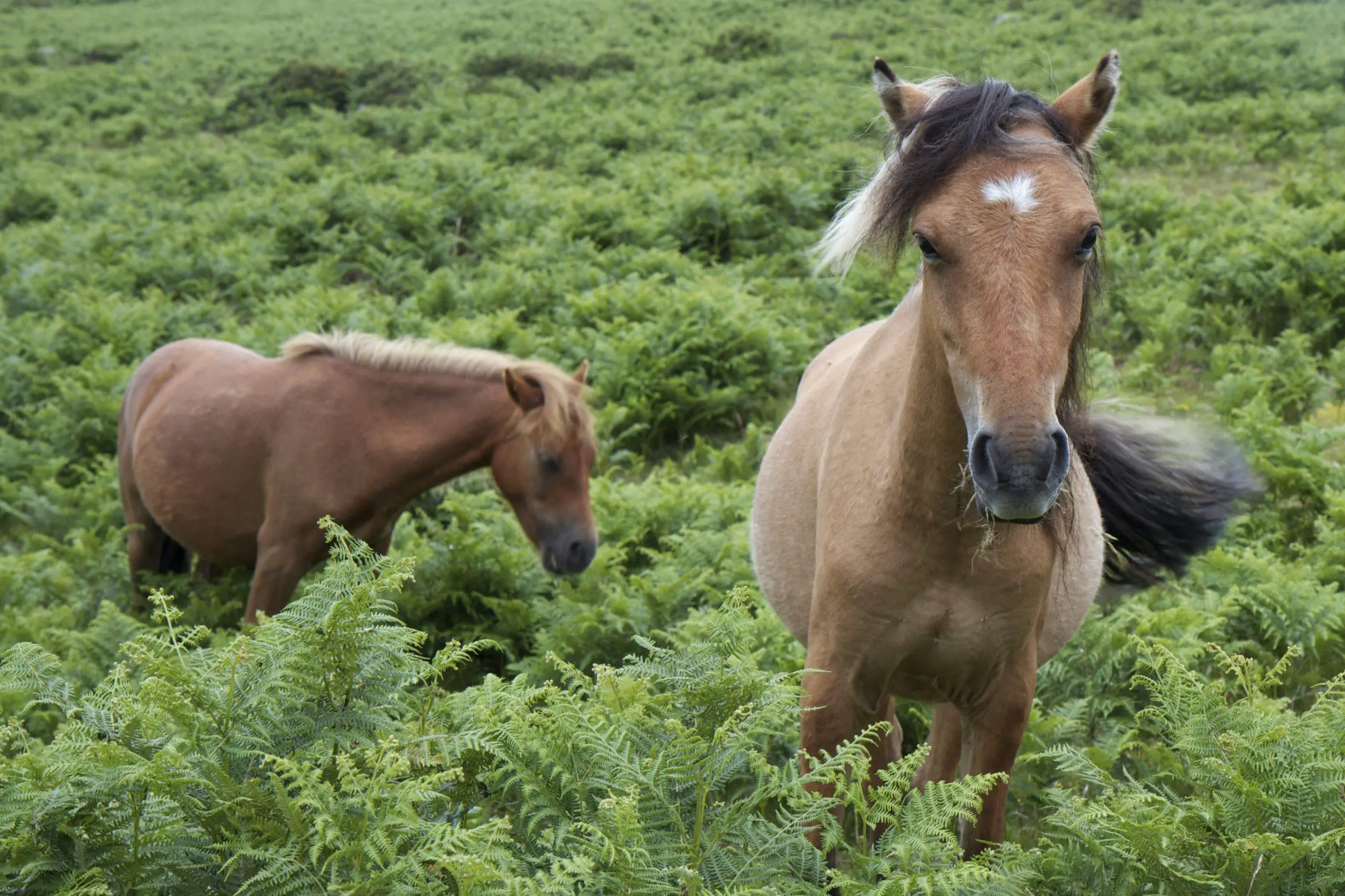 Two Dartmoor Ponies on Dartmoor England in the green ferns
