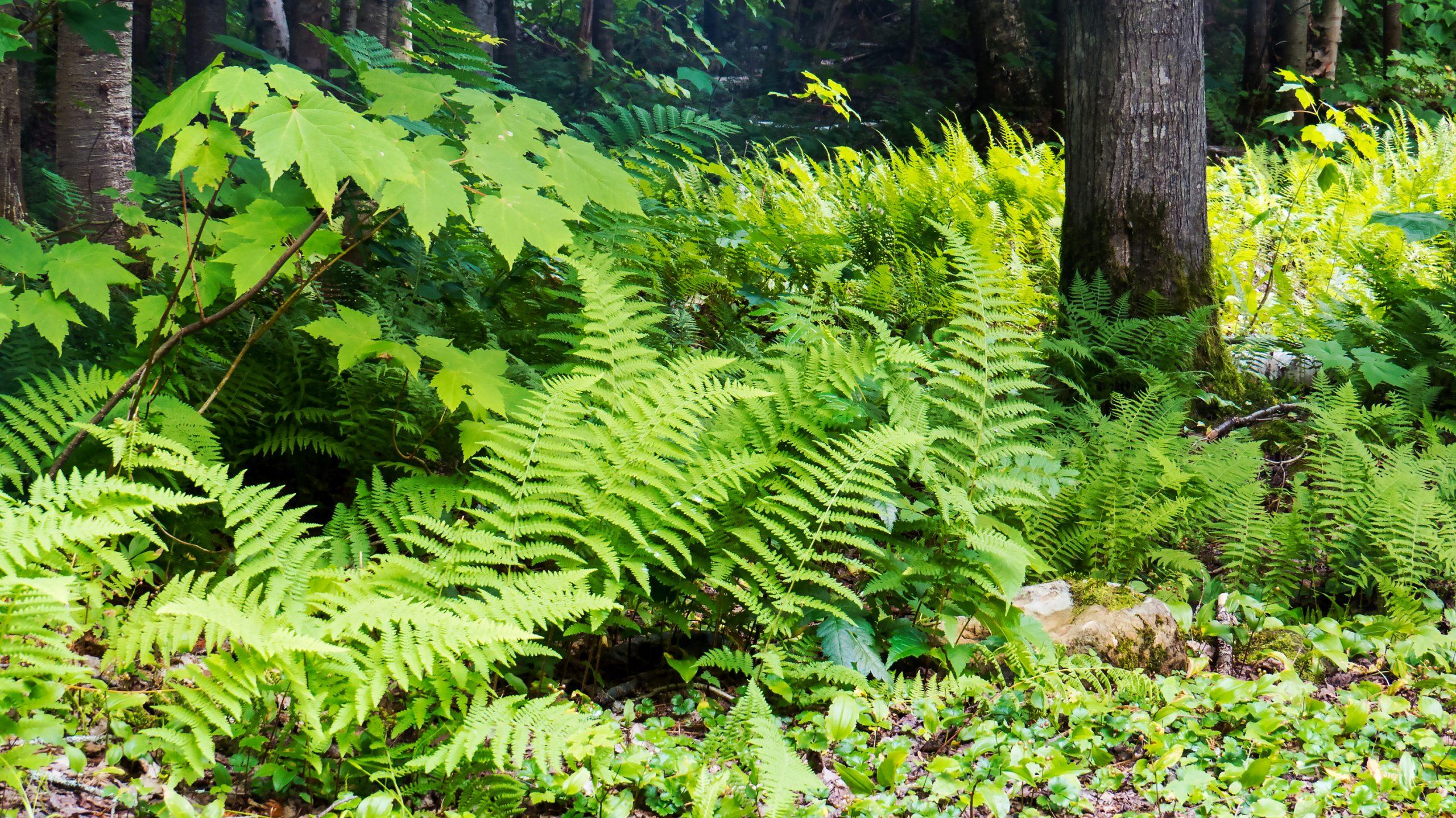 Vibrant green ferns and other vegetation