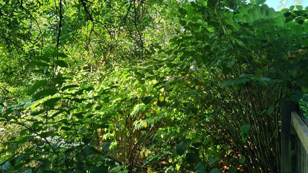 Whilst Japanese knotweed overshadows all other vegetation it does even for itself