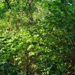 Whilst Japanese knotweed overshadows all other vegetation it does even for itself