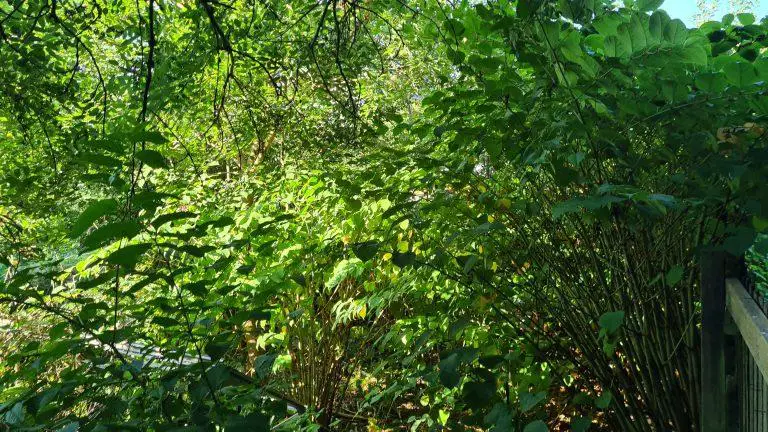 Does Japanese Knotweed Grow in the Shade?