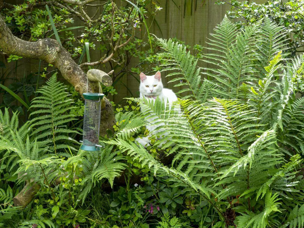 White cat hiding amongst large ferns in a garden watching a bird feeder on a tree branch