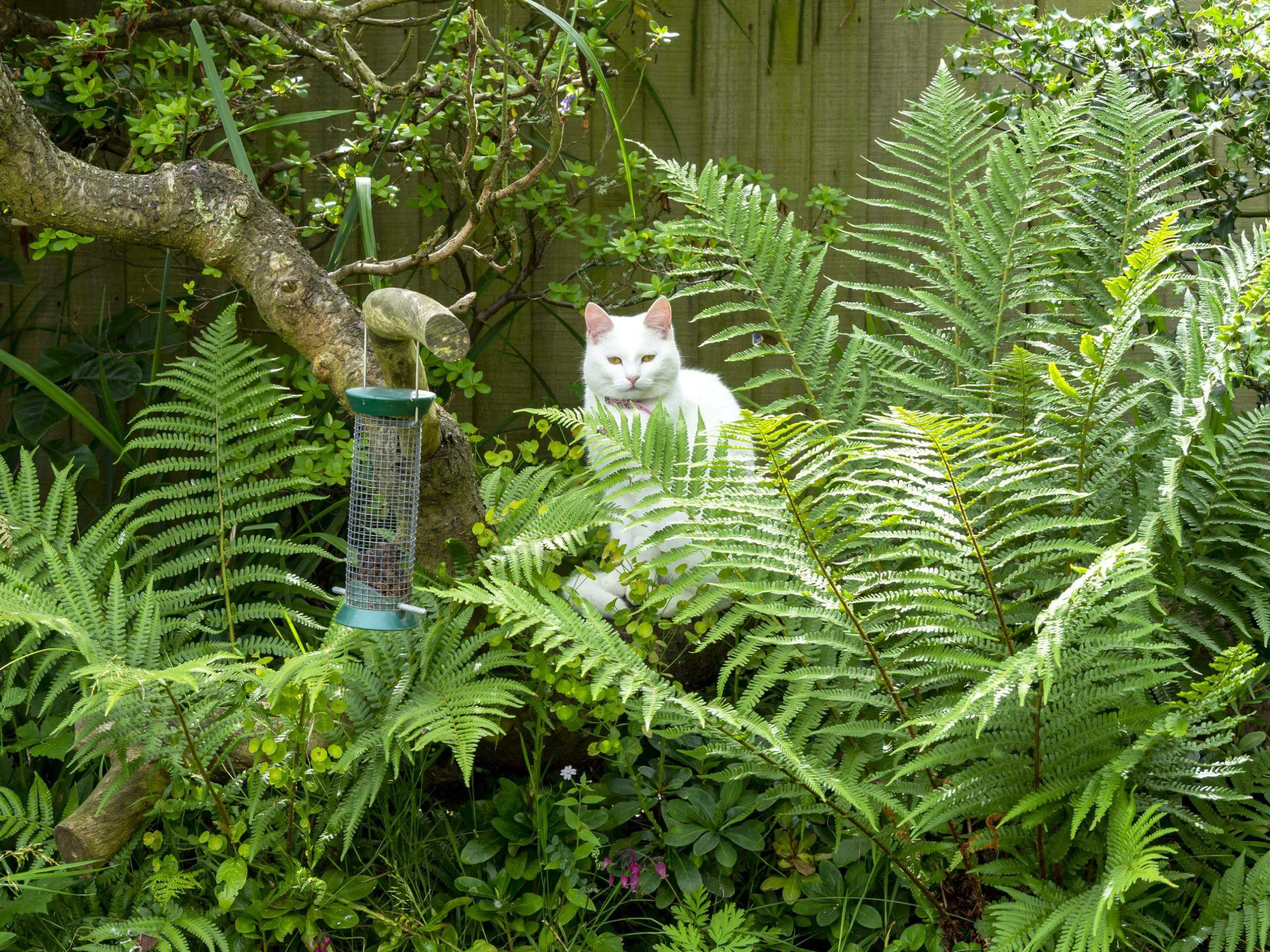 White cat hiding amongst large ferns in a garden watching a bird feeder on a tree branch