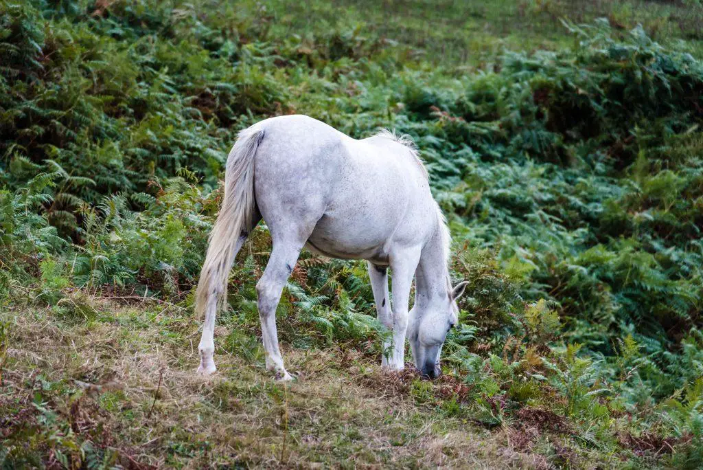 White horse grazing in the field next to the ferns
