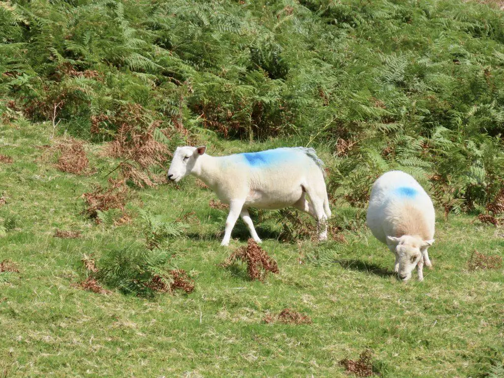 White sheep grazing on a steep mountain side in green gras and ferns in Snowdonia National Park North Wales