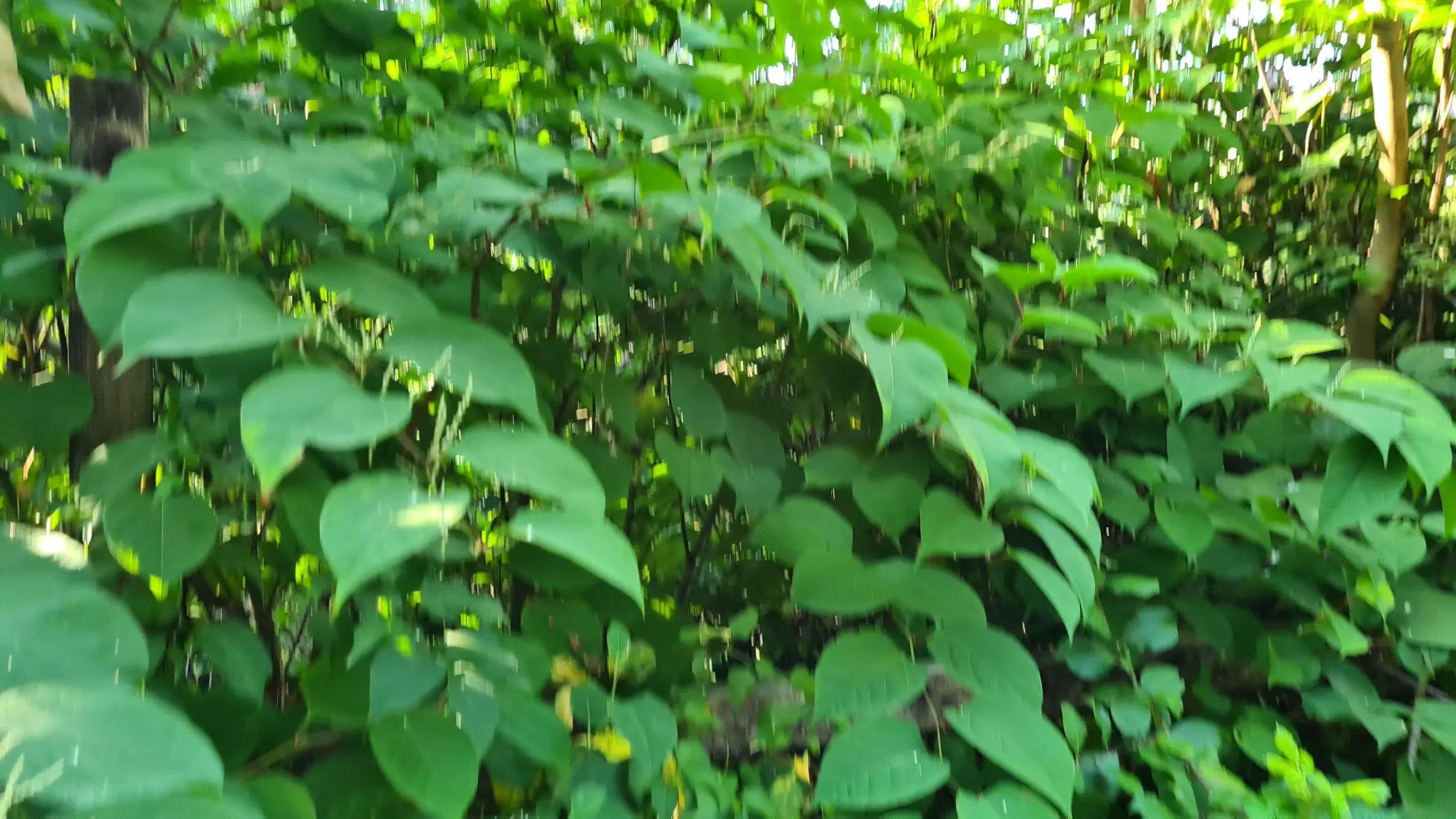 With its large leaves and rapid growth Japanese knotweed consumes an area quickly