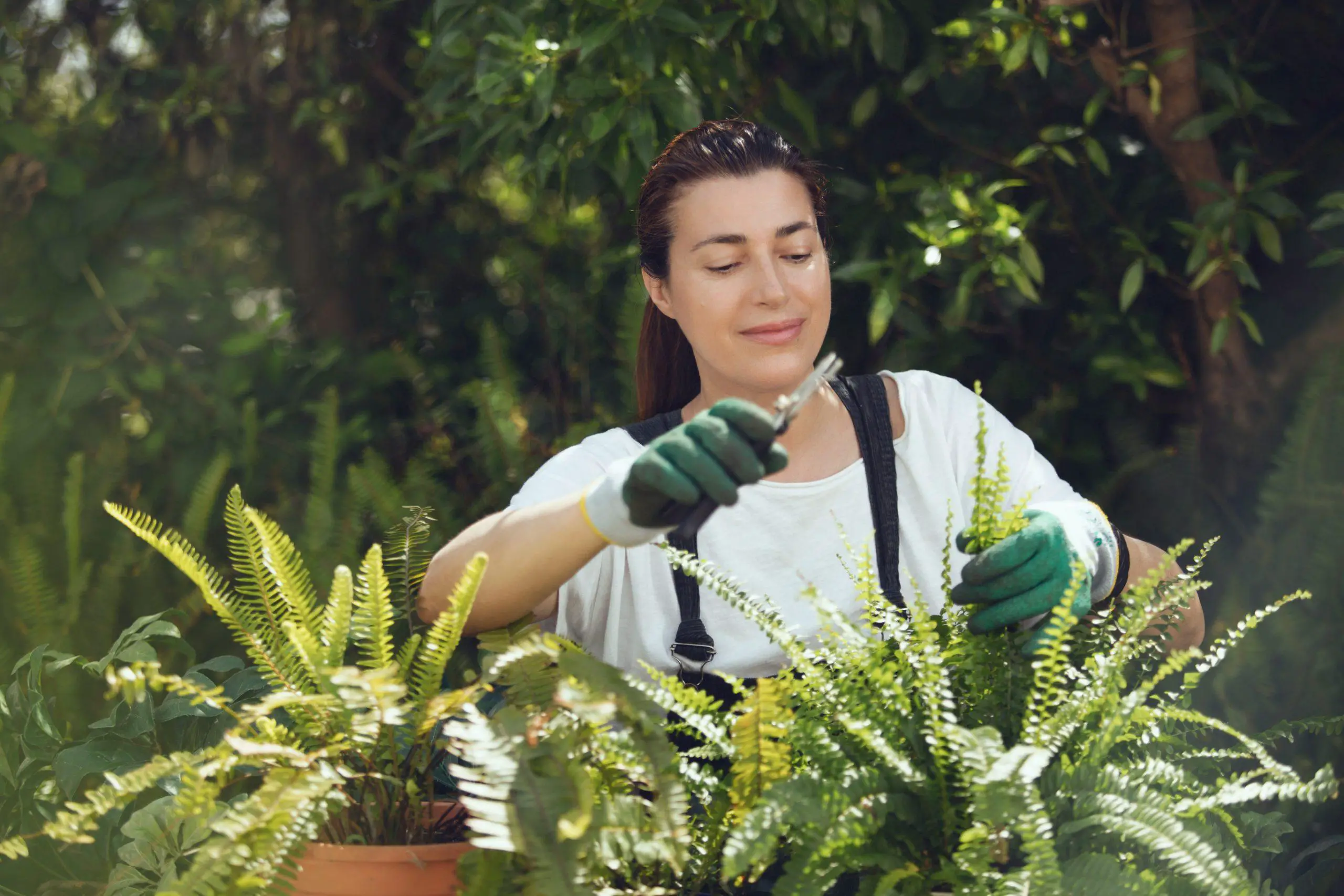 Young woman pruning her potted ferns