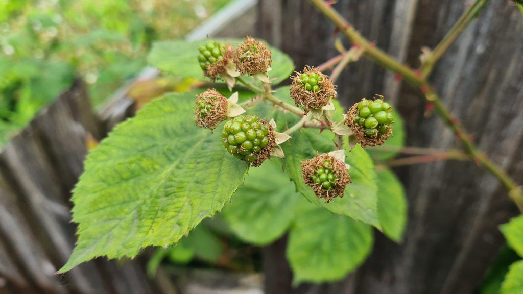 Bramble leaves and fruit growing in early summer