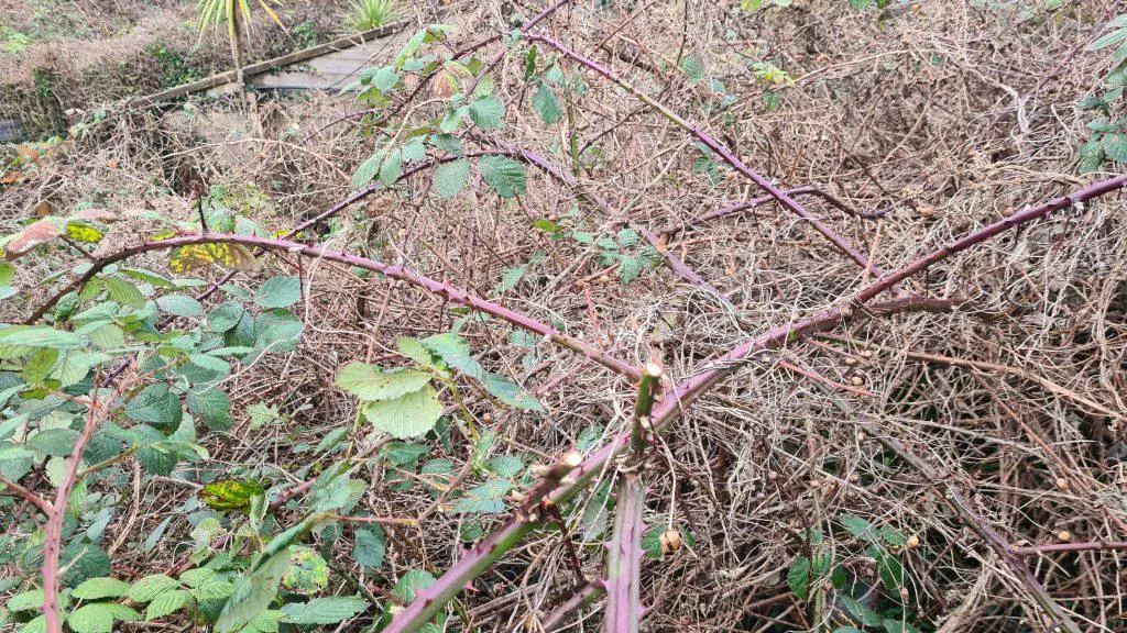 Brambles having infested a garden prior to a site clearance