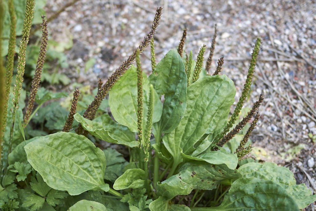 Close up leaves and inflorescence of Plantago major plants