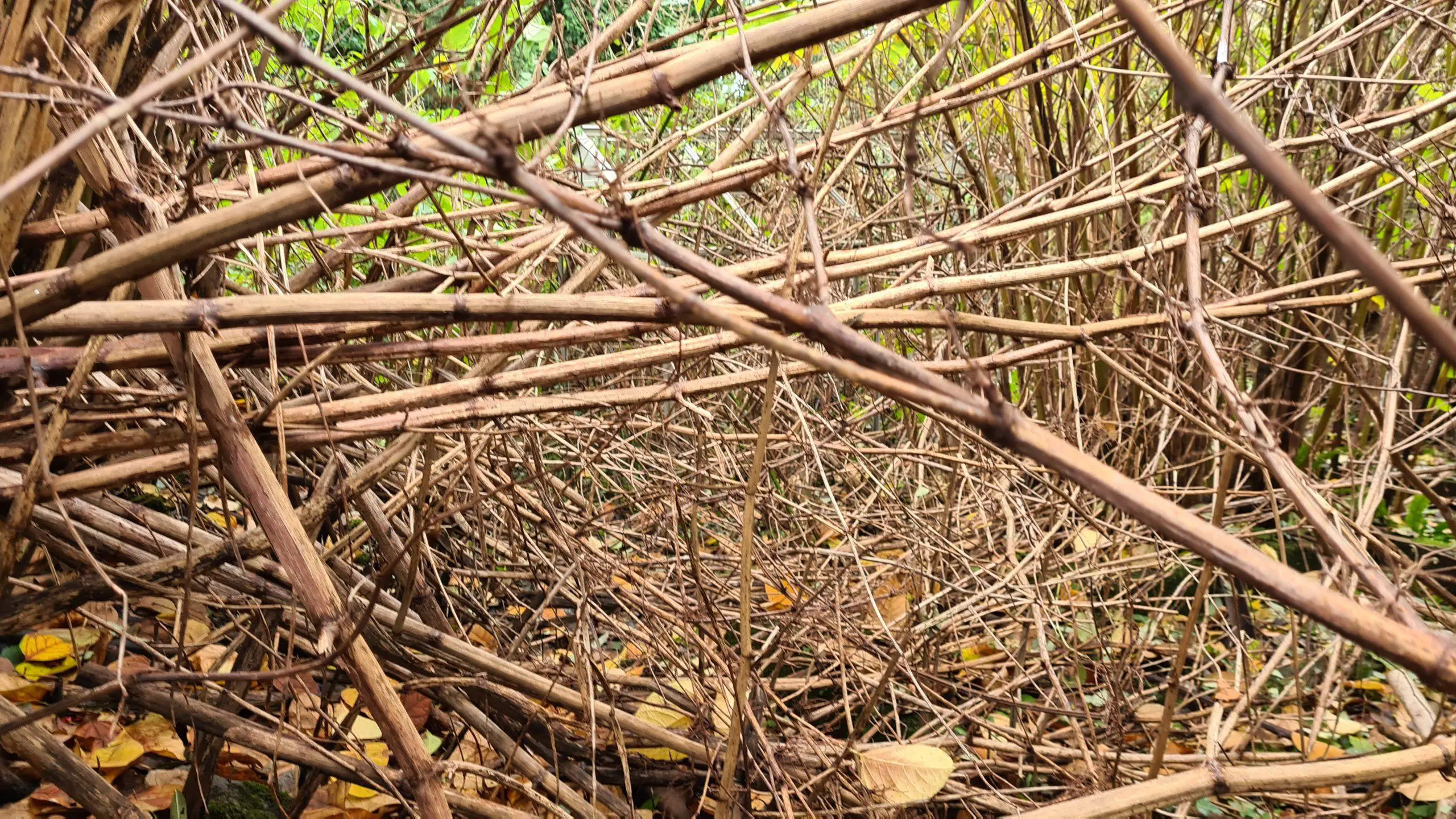 Even during Winter Japanese knotweed consumes a site and makes it hard for anything else to grow