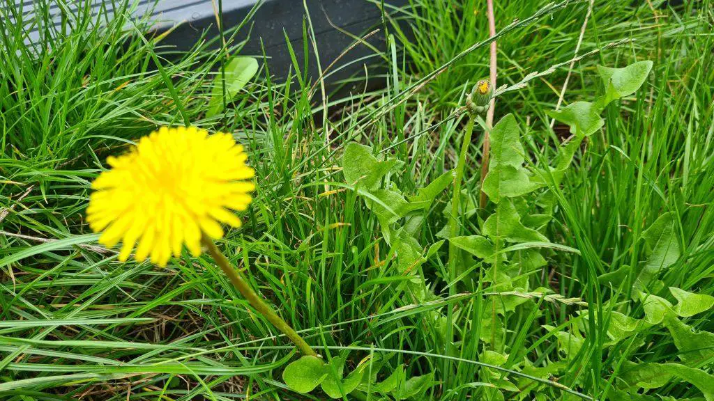 Even simple weeds such as dandelions can ruin a lawn and spread aggressively