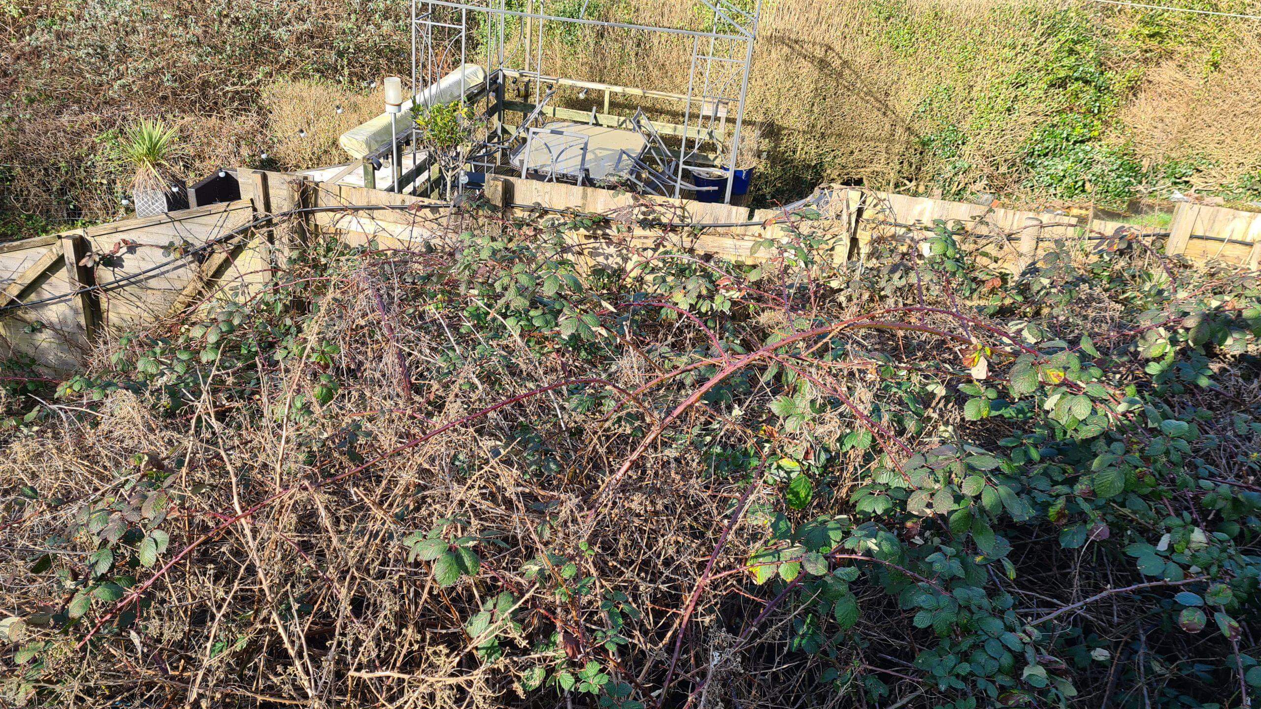 Garden consumed with brambles and various other invasive weeds