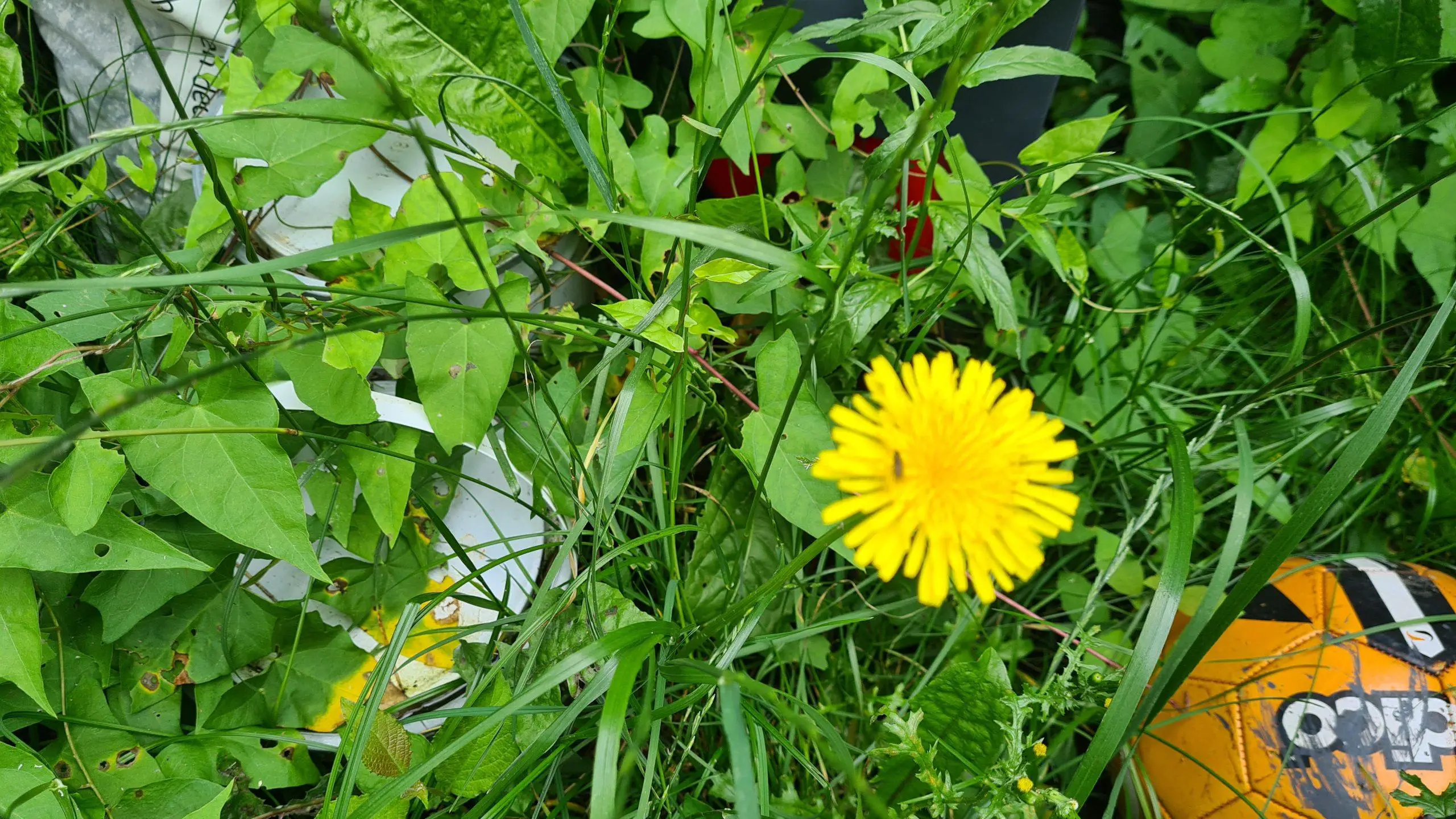 Invasive weeds come in all shapes and sizes just like dandelions