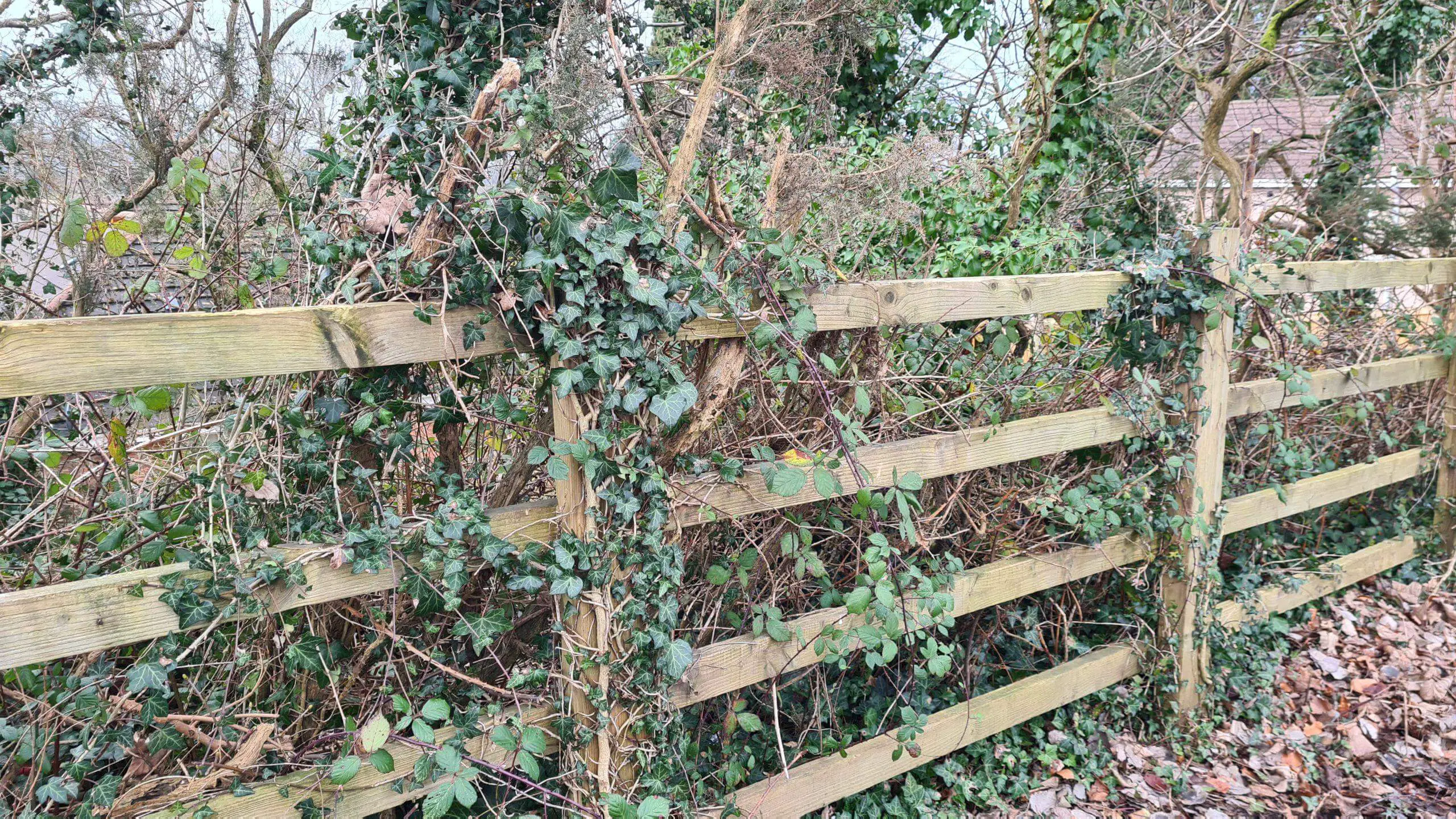 Invasive weeds consuming a fence and littering a boundary
