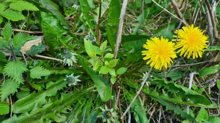 What Are The Most Common Weeds In The US?
