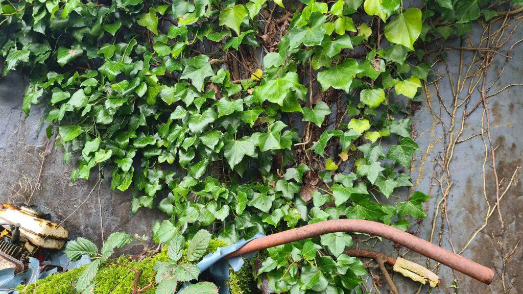 Ivy consuming an outbuilding prior to being cleared away