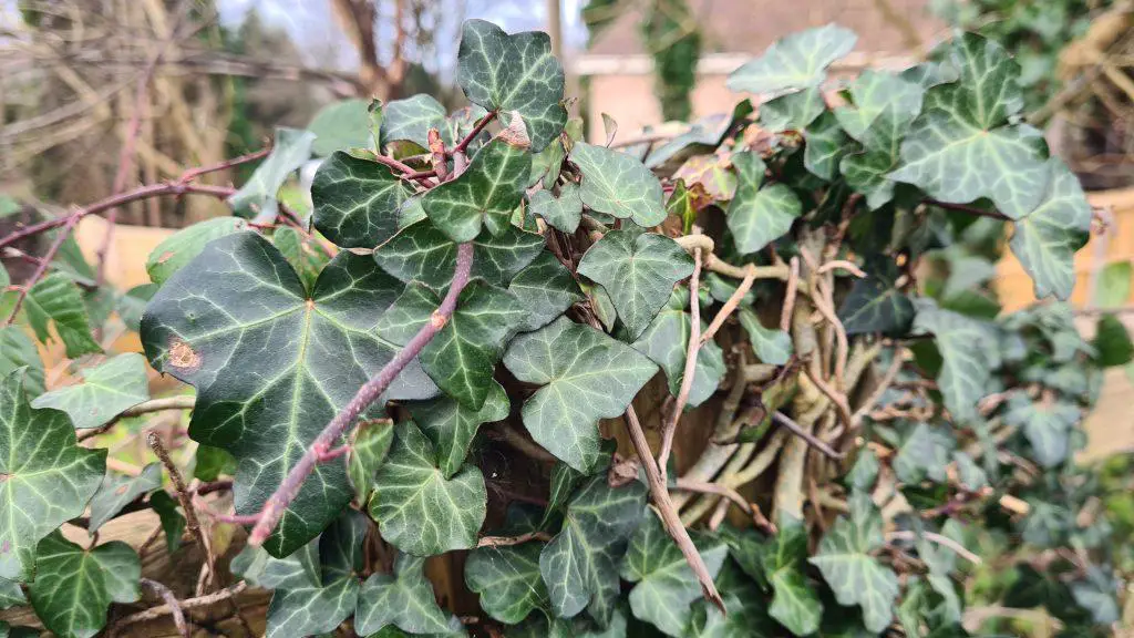 Ivy growing on a property and preventing other native plants from growing