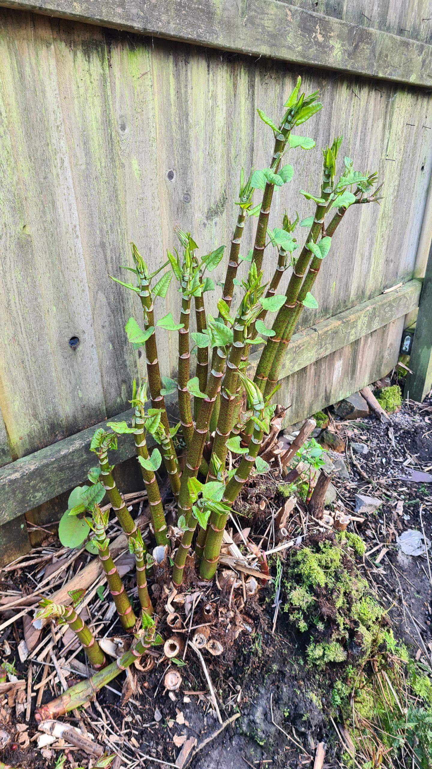 Japanese knotweed growing rapidly in early March