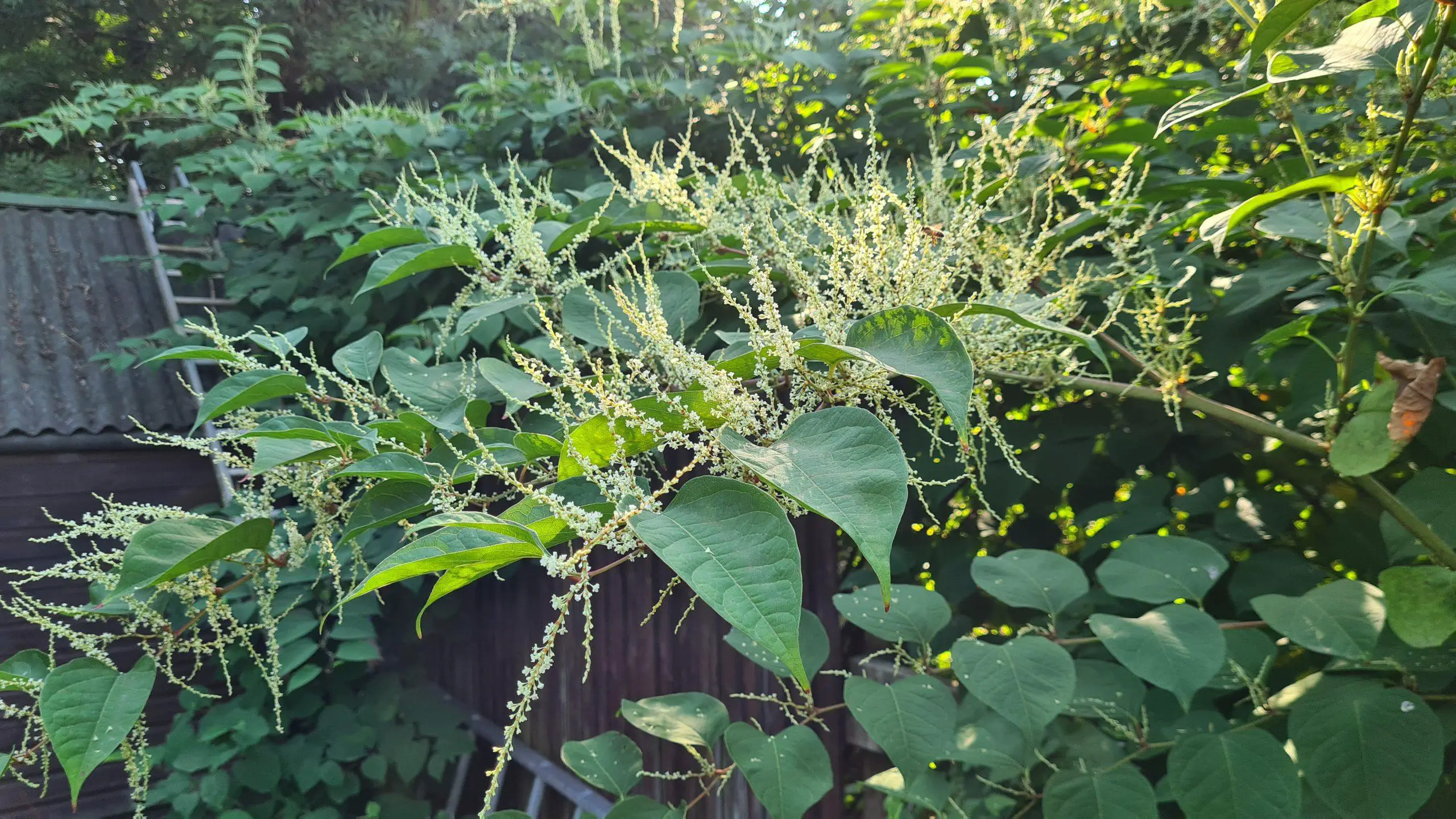 Japanese knotweed grows at an aggressive rate during Spring and Summer