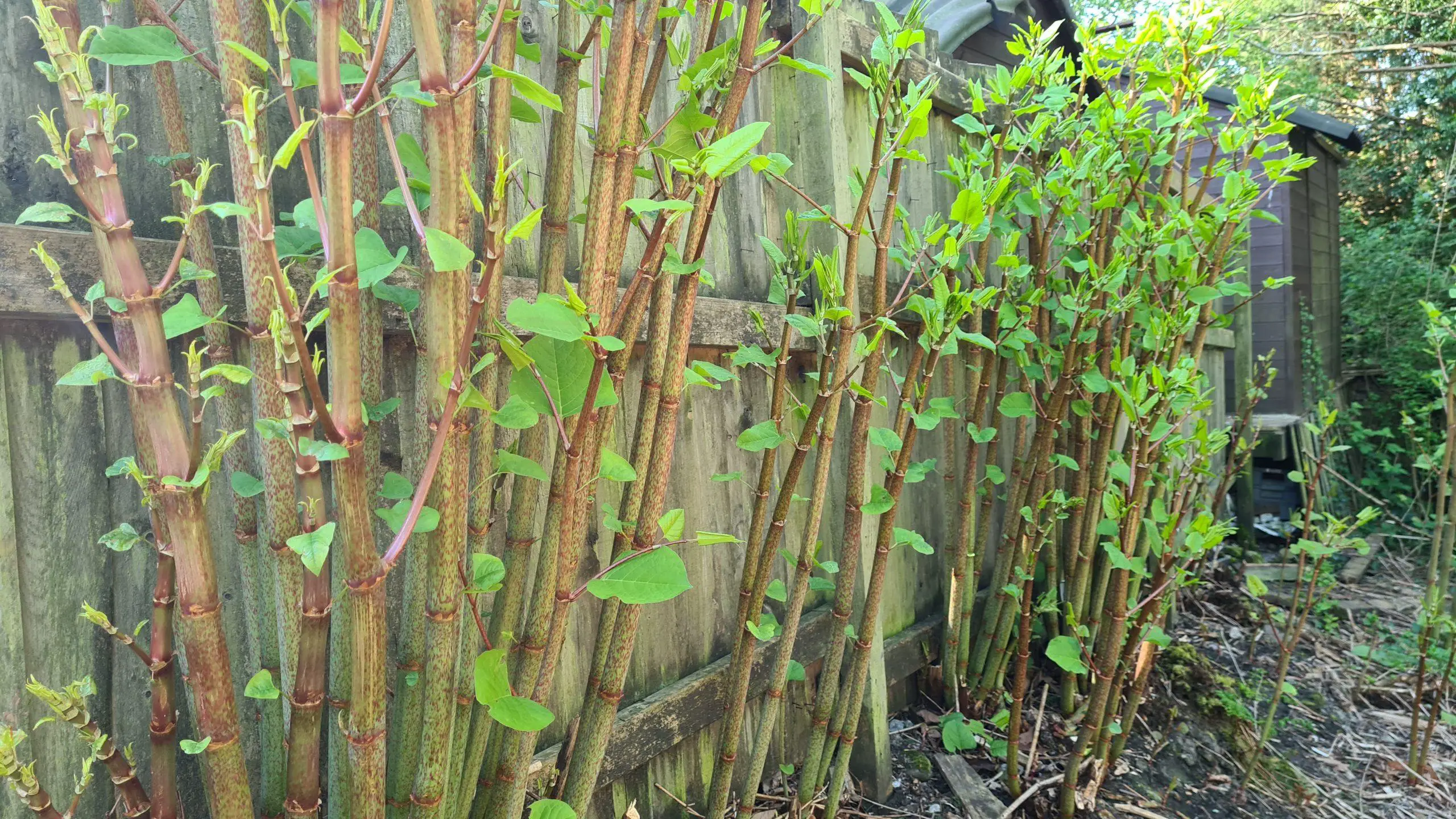 Japanese knotweed grows at an exceptional rate daily. Up to 10cm per day