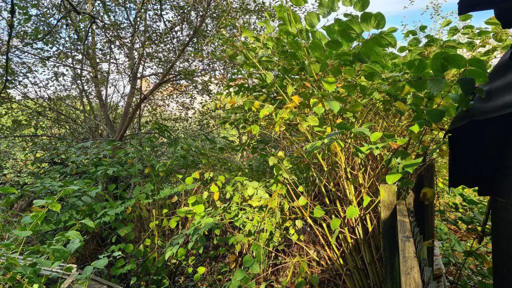Japanese knotweed infesting a property and causing problems for the landowner