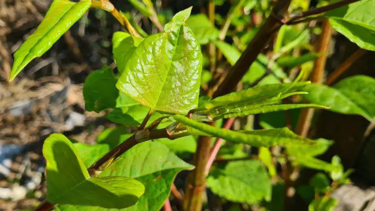 Is Japanese Knotweed An Invasive Plant?